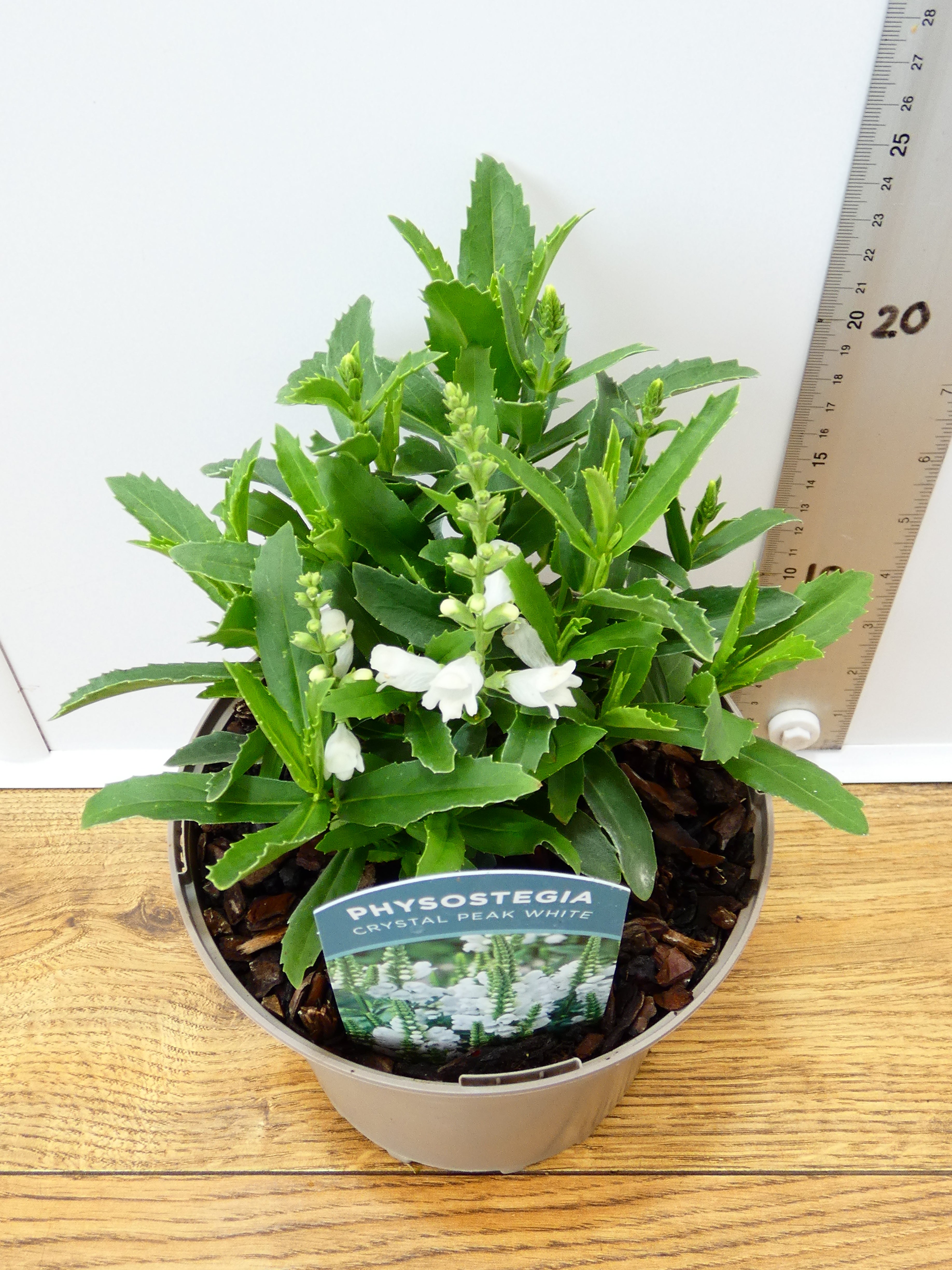Physostegia Crystal Peak White (2ltr)