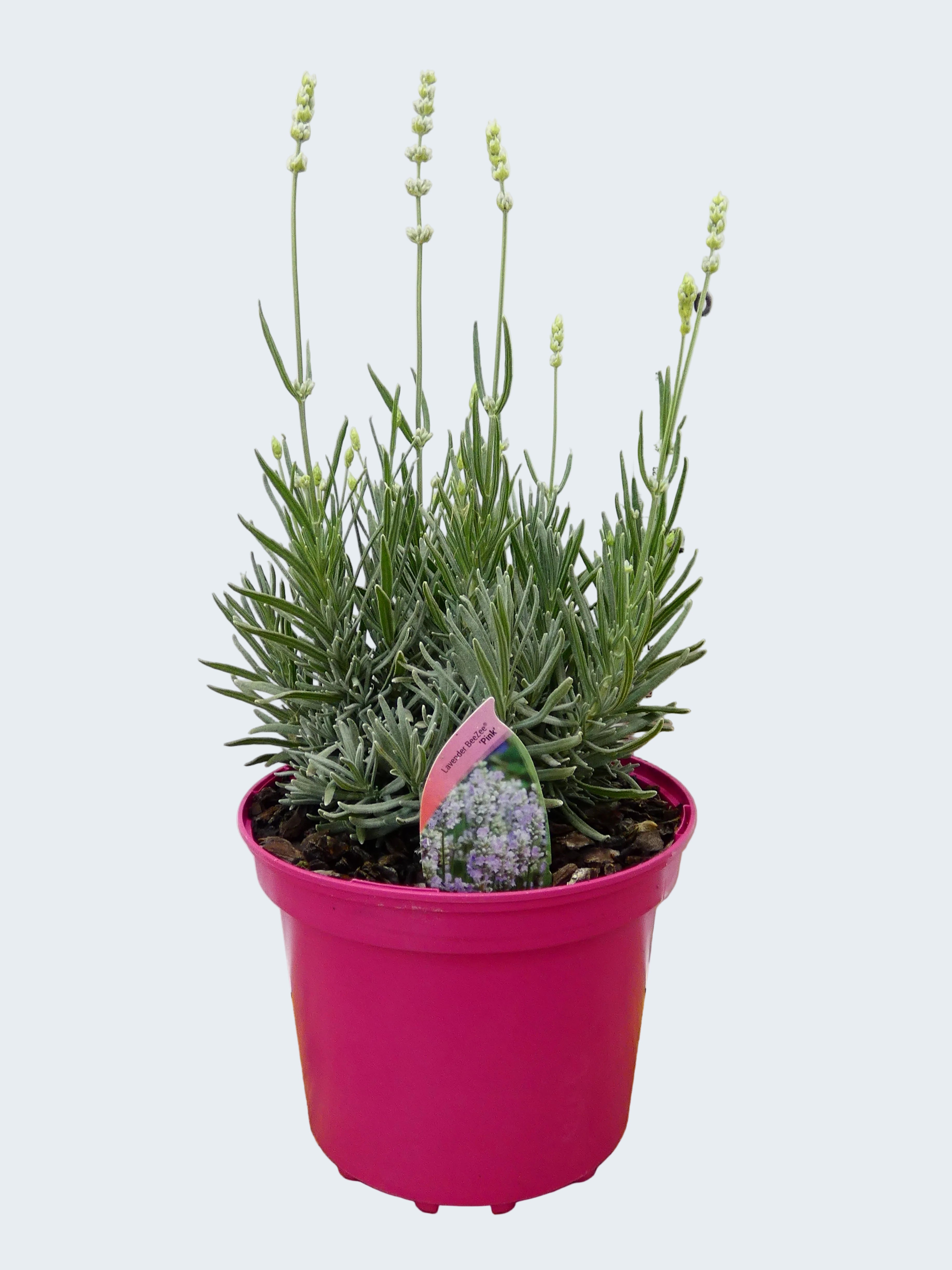 Lavandula BeeZee 'Pink' (2ltr)