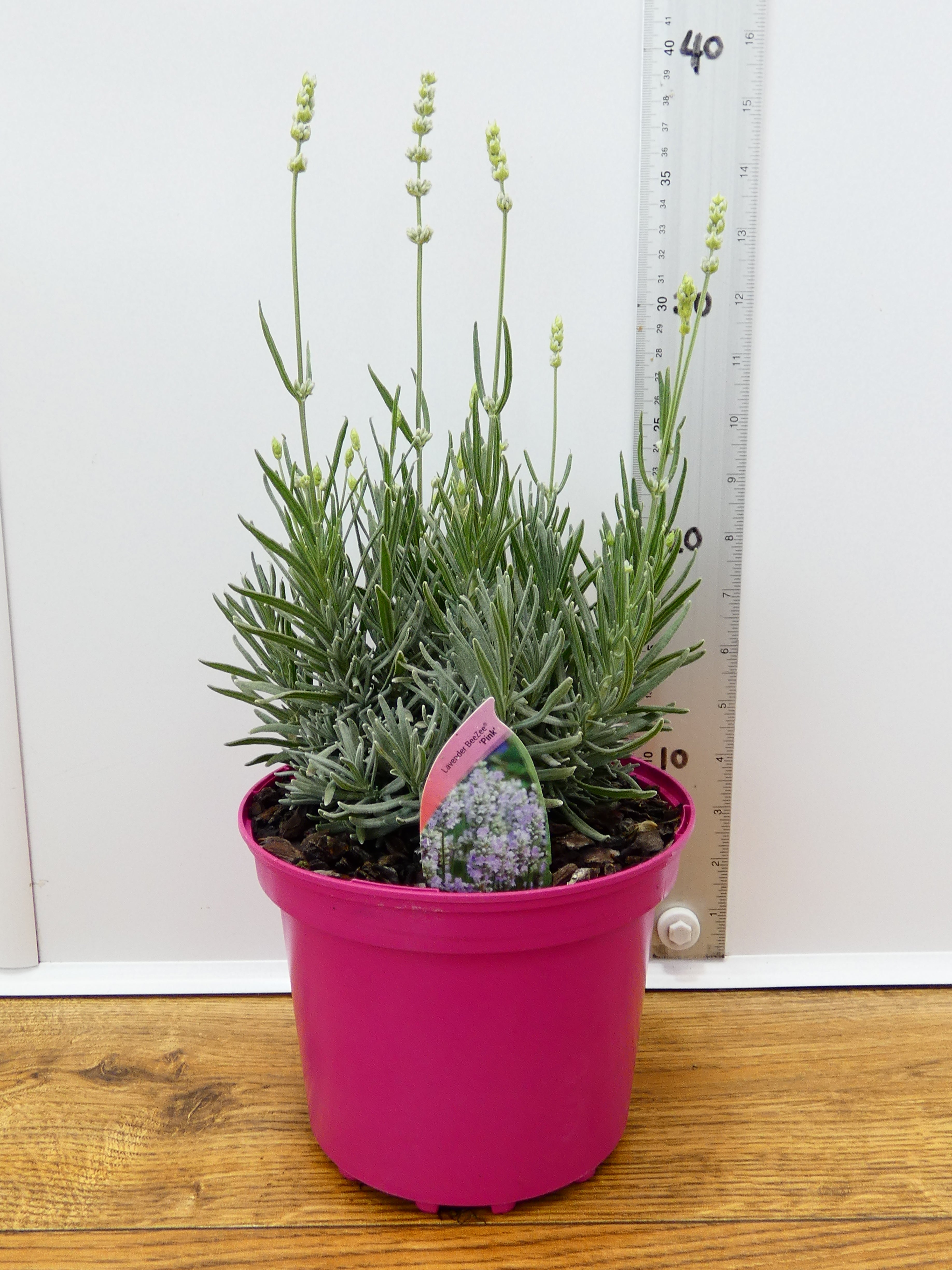 Lavandula BeeZee 'Pink' (2ltr)
