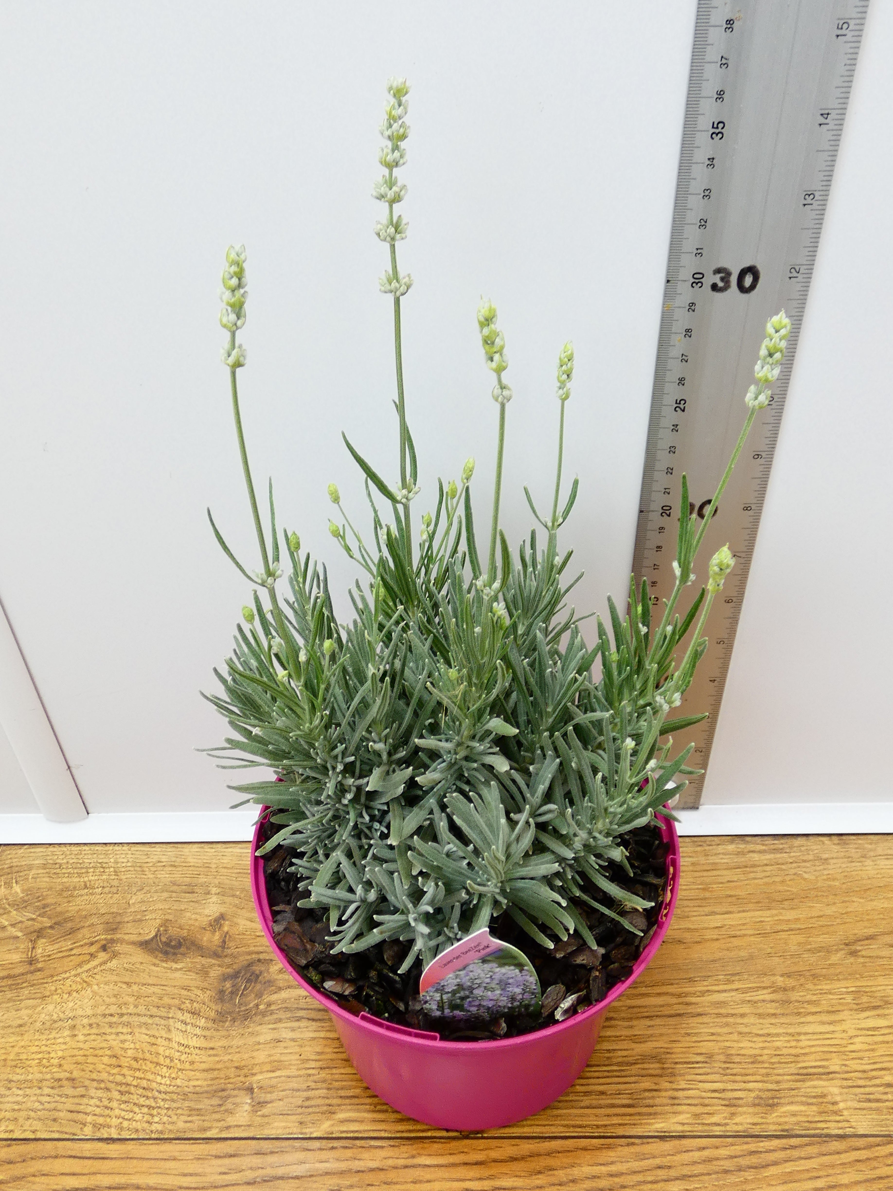 Lavandula BeeZee 'Pink' (2ltr)