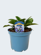 Pulmonaria 'Twinkle Toes' (3ltr)