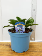 Pulmonaria 'Twinkle Toes' (3ltr)