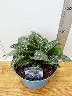 Pulmonaria 'Twinkle Toes' (3ltr)