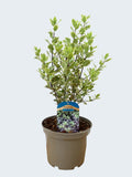 Pittosporum 'Elizabeth' (3ltr)