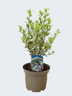 Pittosporum 'Elizabeth' (3ltr)