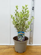 Pittosporum 'Elizabeth' (3ltr)
