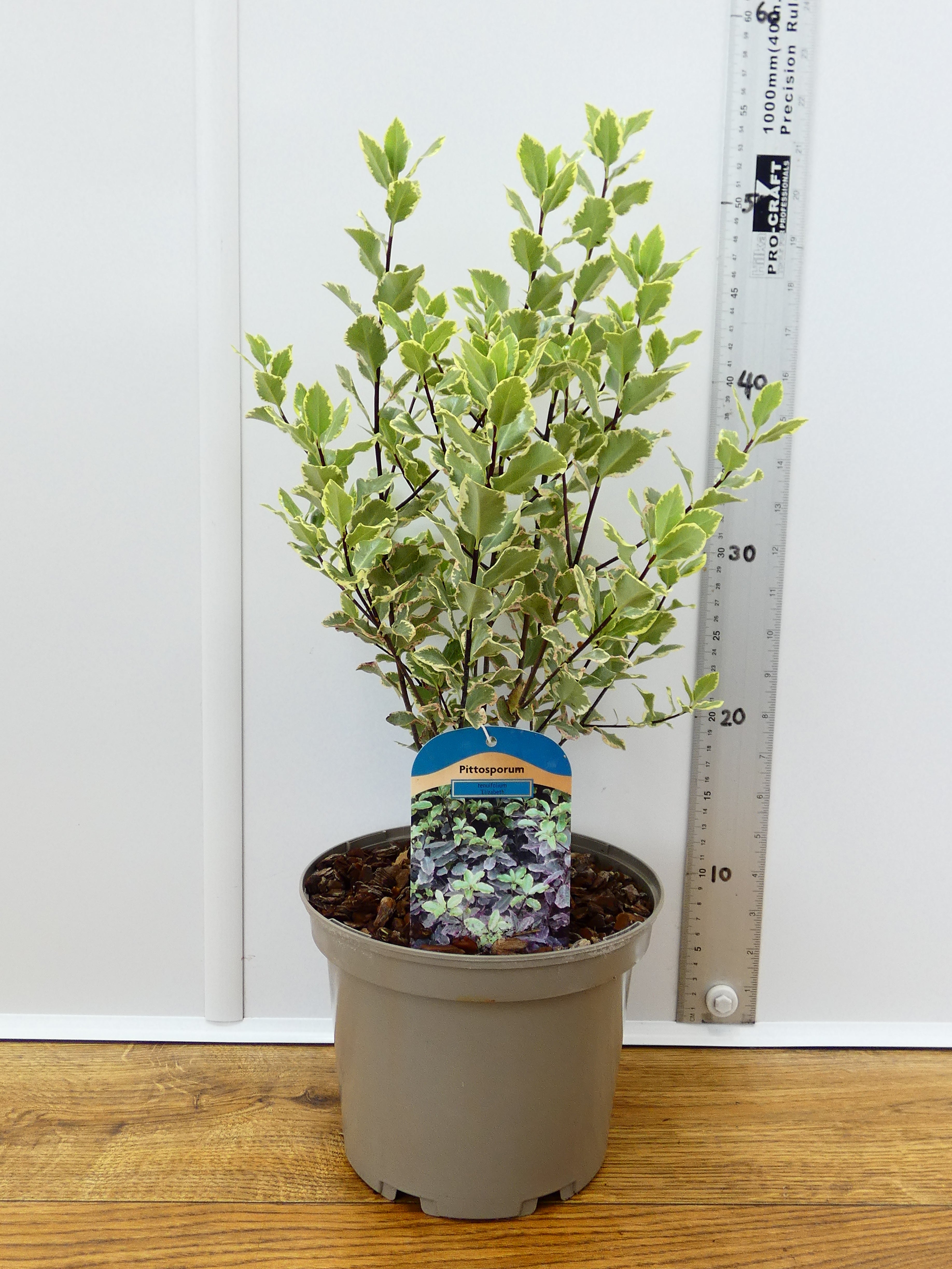 Pittosporum 'Elizabeth' (3ltr)