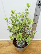 Pittosporum 'Elizabeth' (3ltr)