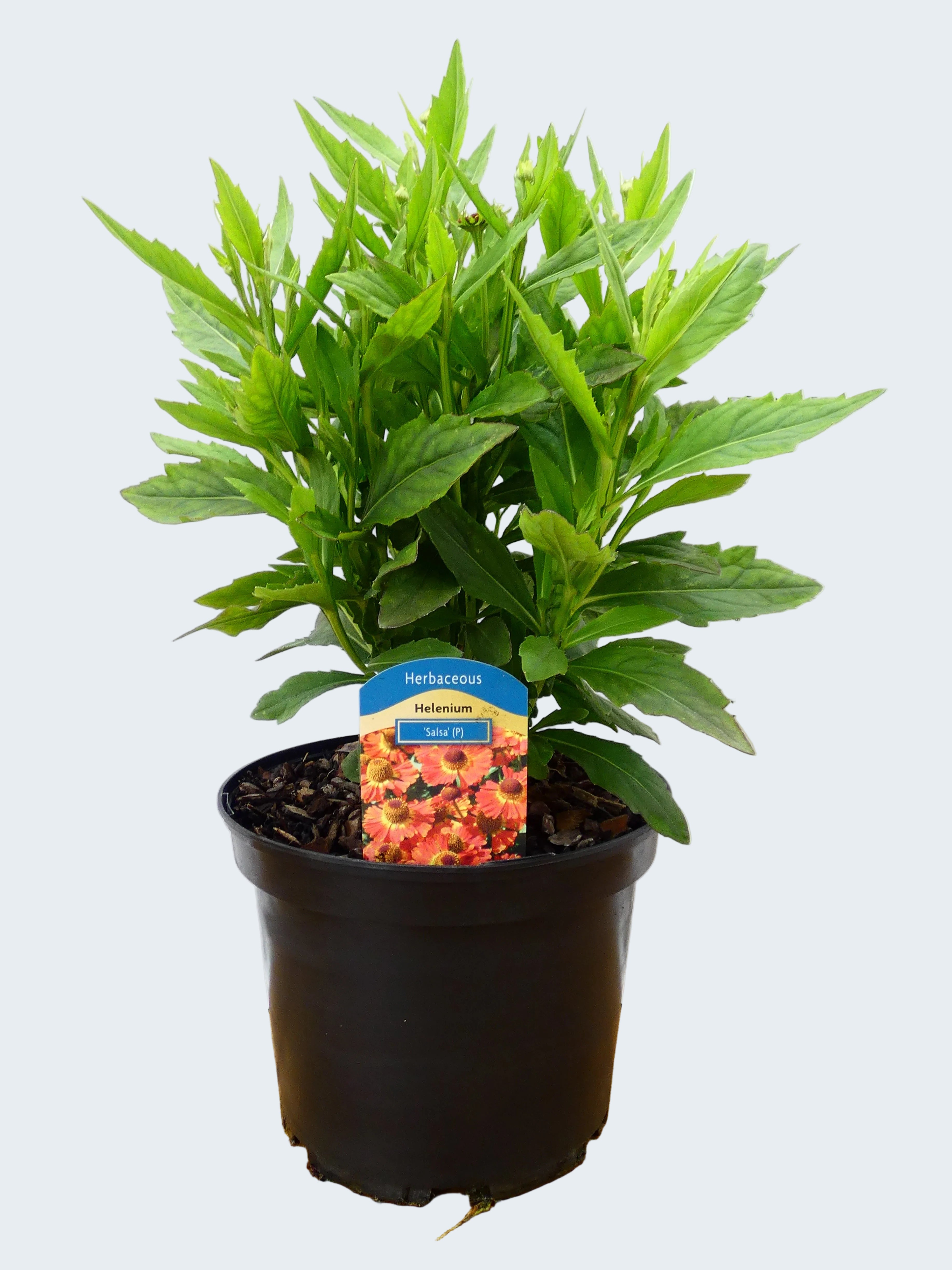 Helenium 'Salsa' (3ltr)