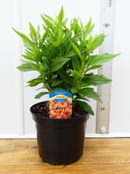 Helenium 'Salsa' (3ltr)