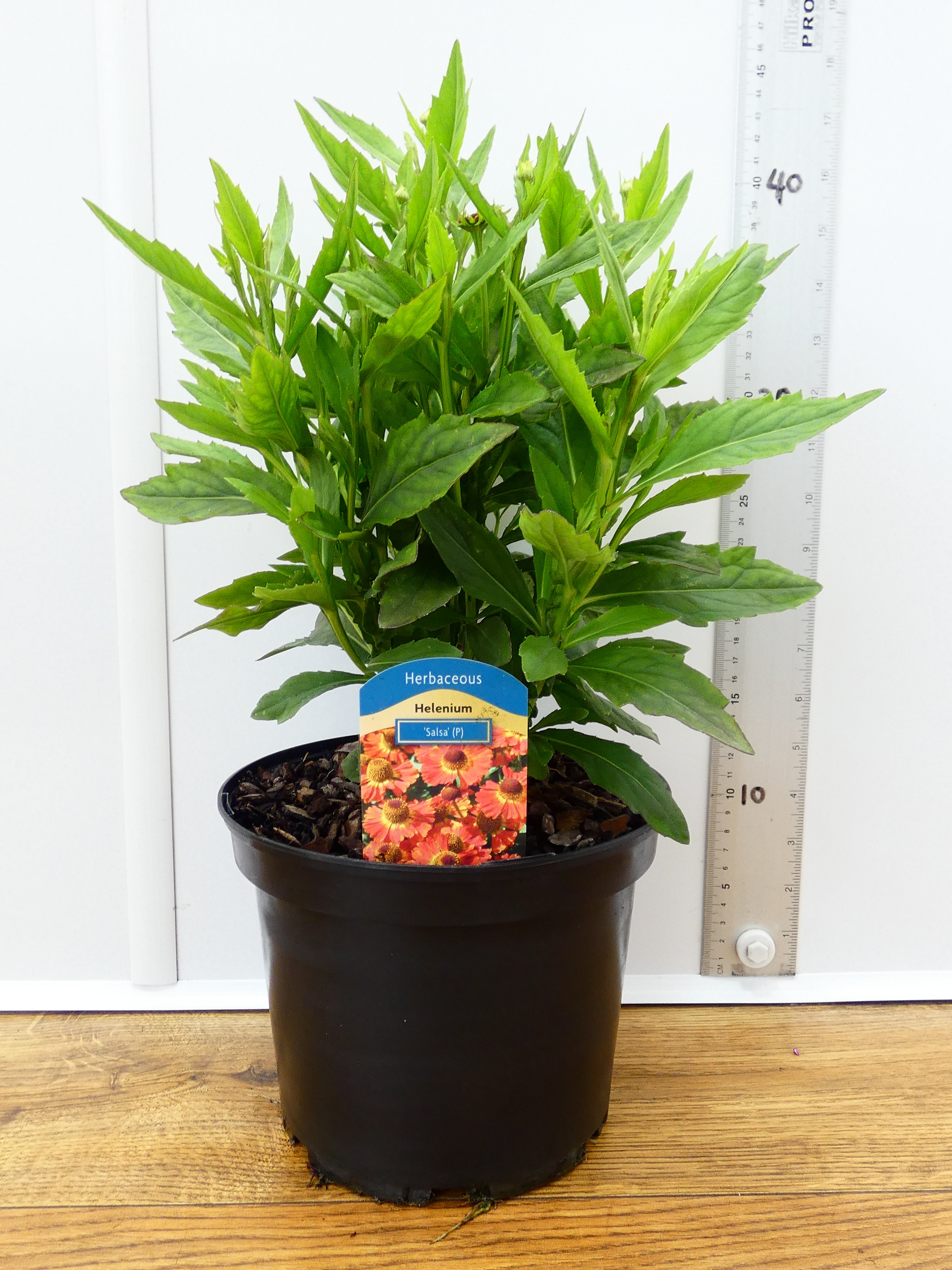 Helenium 'Salsa' (3ltr)