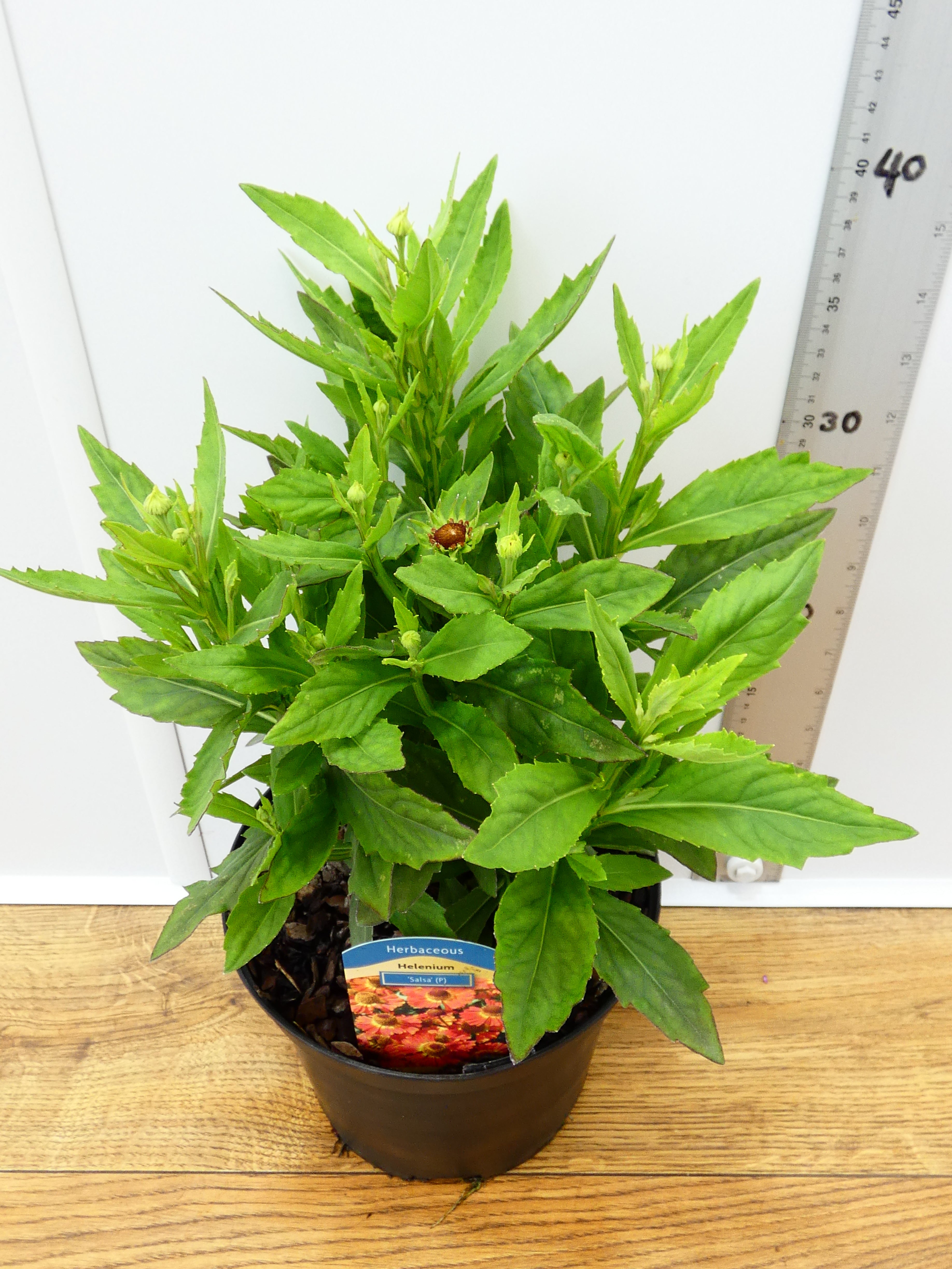 Helenium 'Salsa' (3ltr)