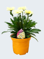 Leucanthemum 'Banana Cream' (3ltr)