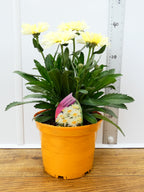 Leucanthemum 'Banana Cream' (3ltr)