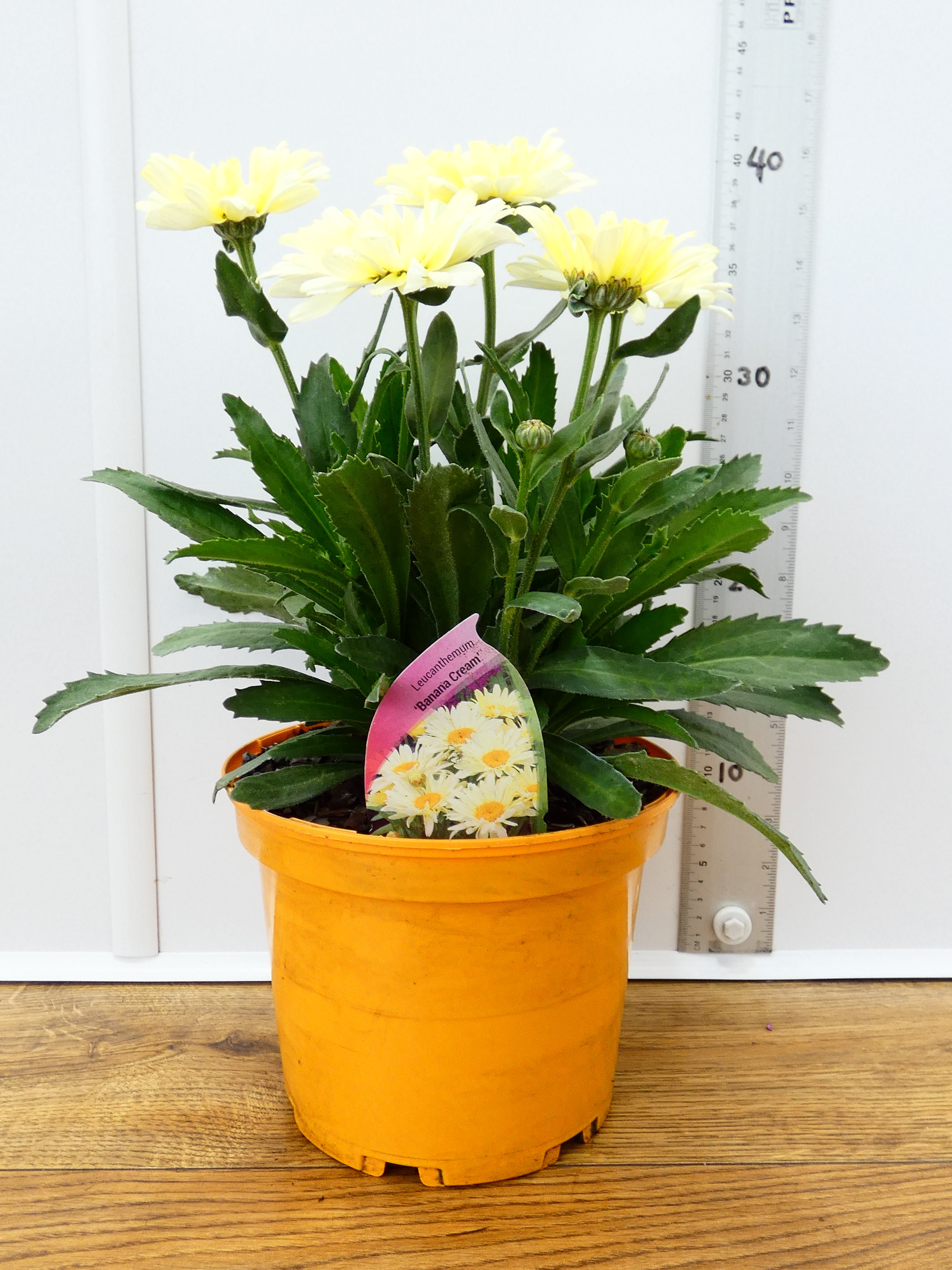 Leucanthemum 'Banana Cream' (3ltr)