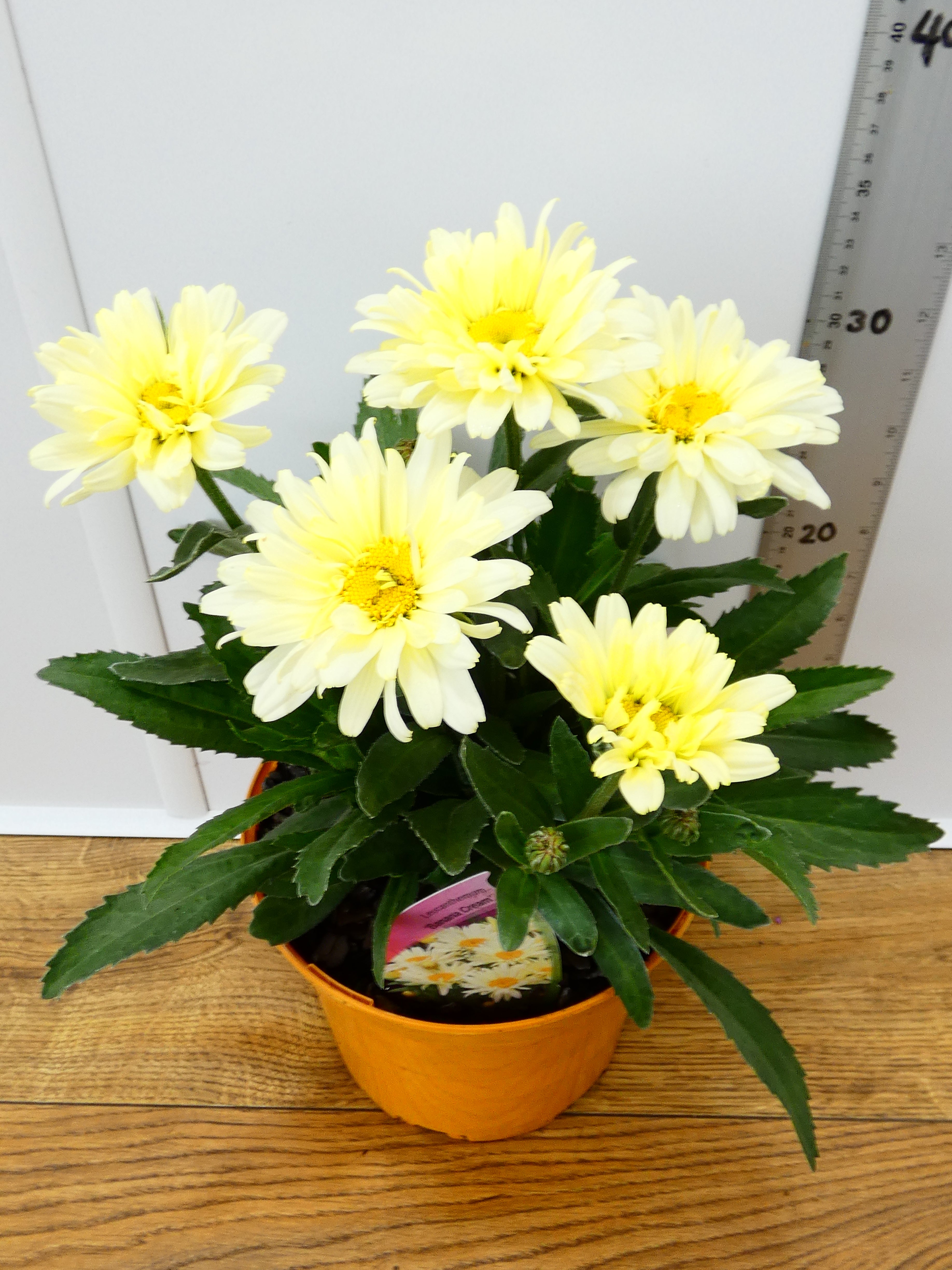Leucanthemum 'Banana Cream' (3ltr)