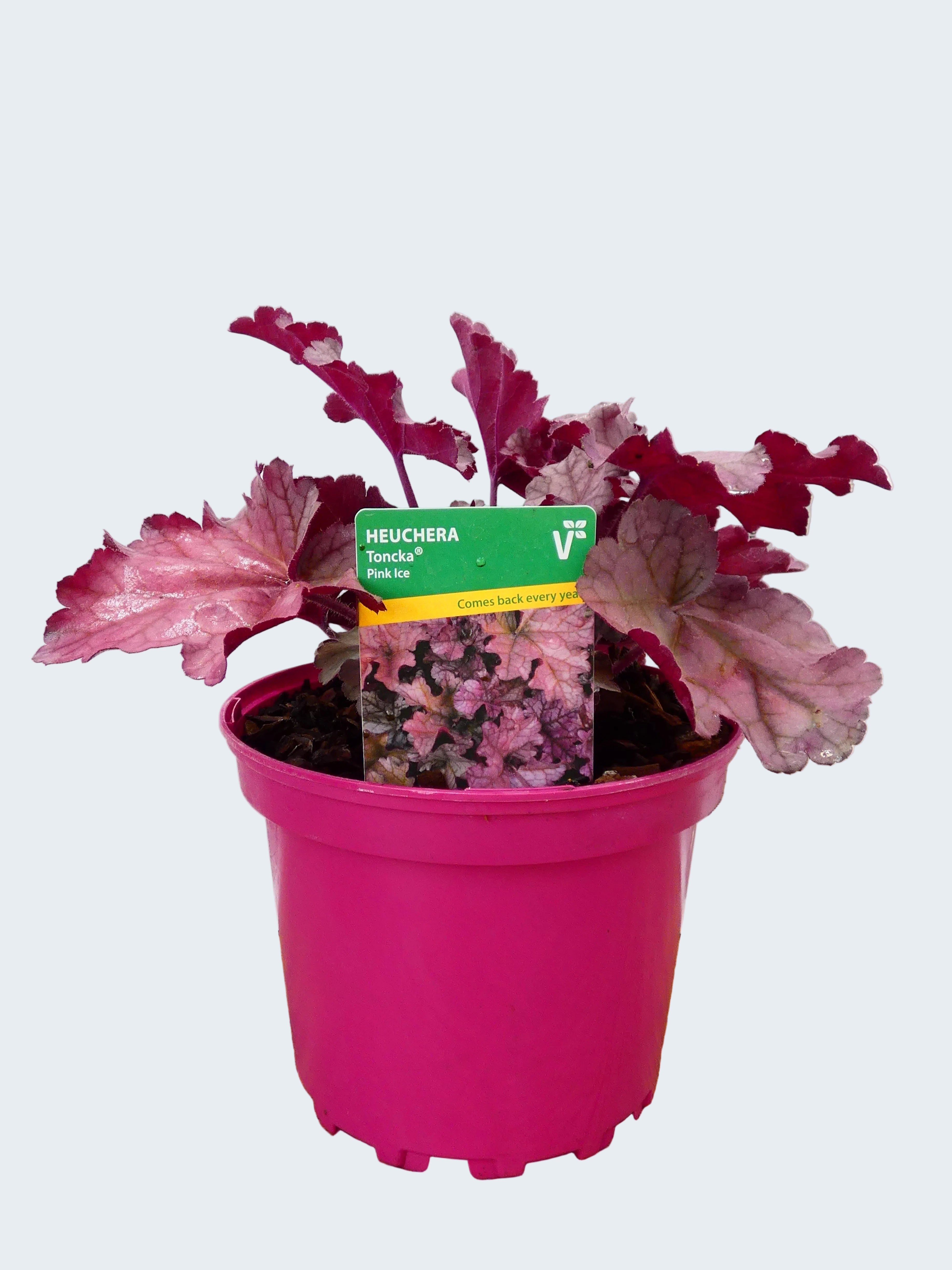 Heuchera Toncka 'Pink Ice' (2ltr)