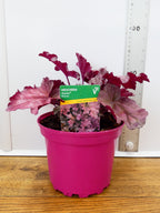 Heuchera Toncka 'Pink Ice' (2ltr)