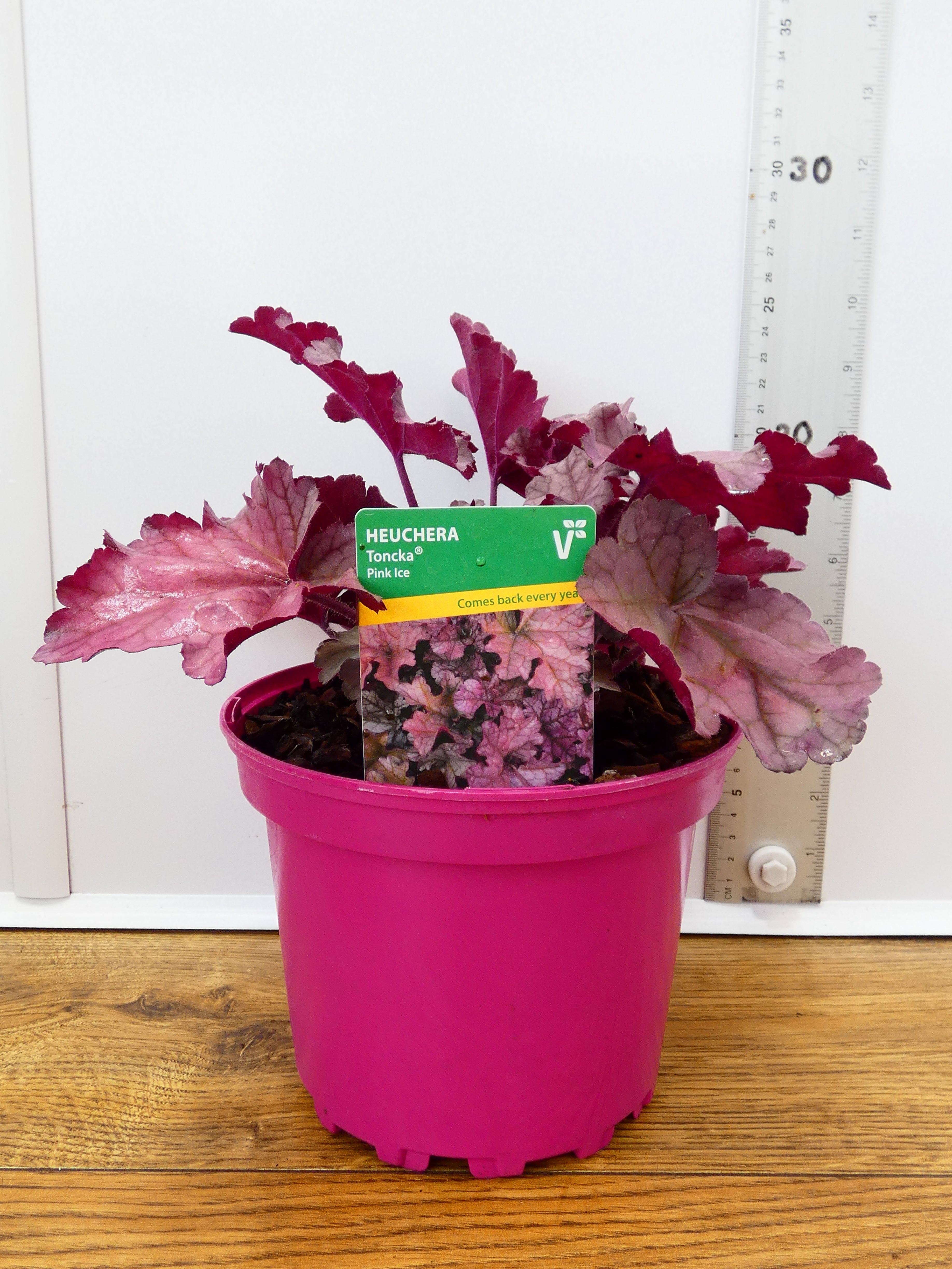 Heuchera Toncka 'Pink Ice' (2ltr)