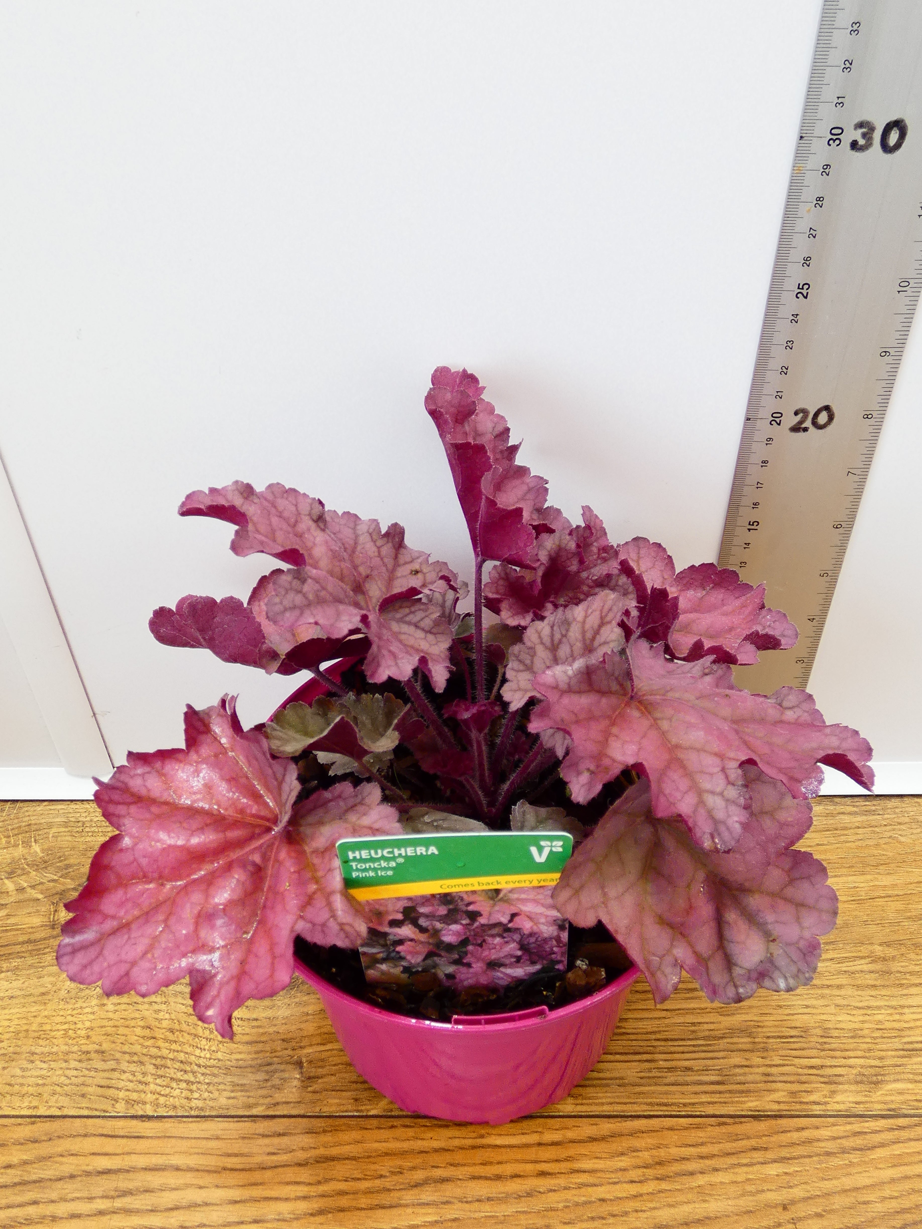 Heuchera Toncka 'Pink Ice' (2ltr)