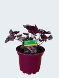 Heuchera Toncka 'Chocolate' (2ltr)