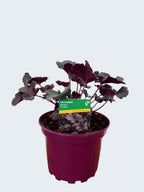 Heuchera Toncka 'Chocolate' (2ltr)