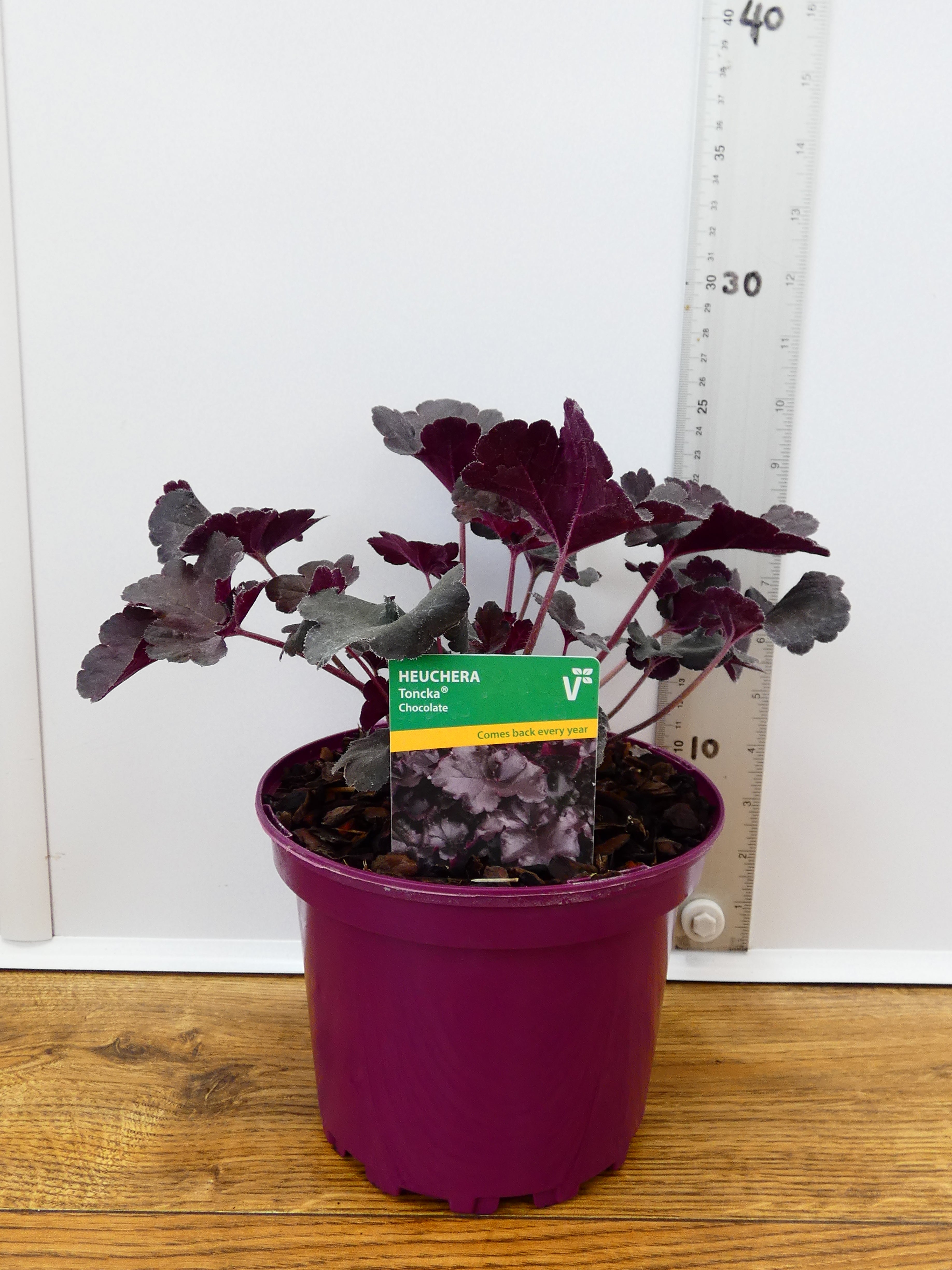 Heuchera Toncka 'Chocolate' (2ltr)