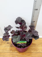Heuchera Toncka 'Chocolate' (2ltr)