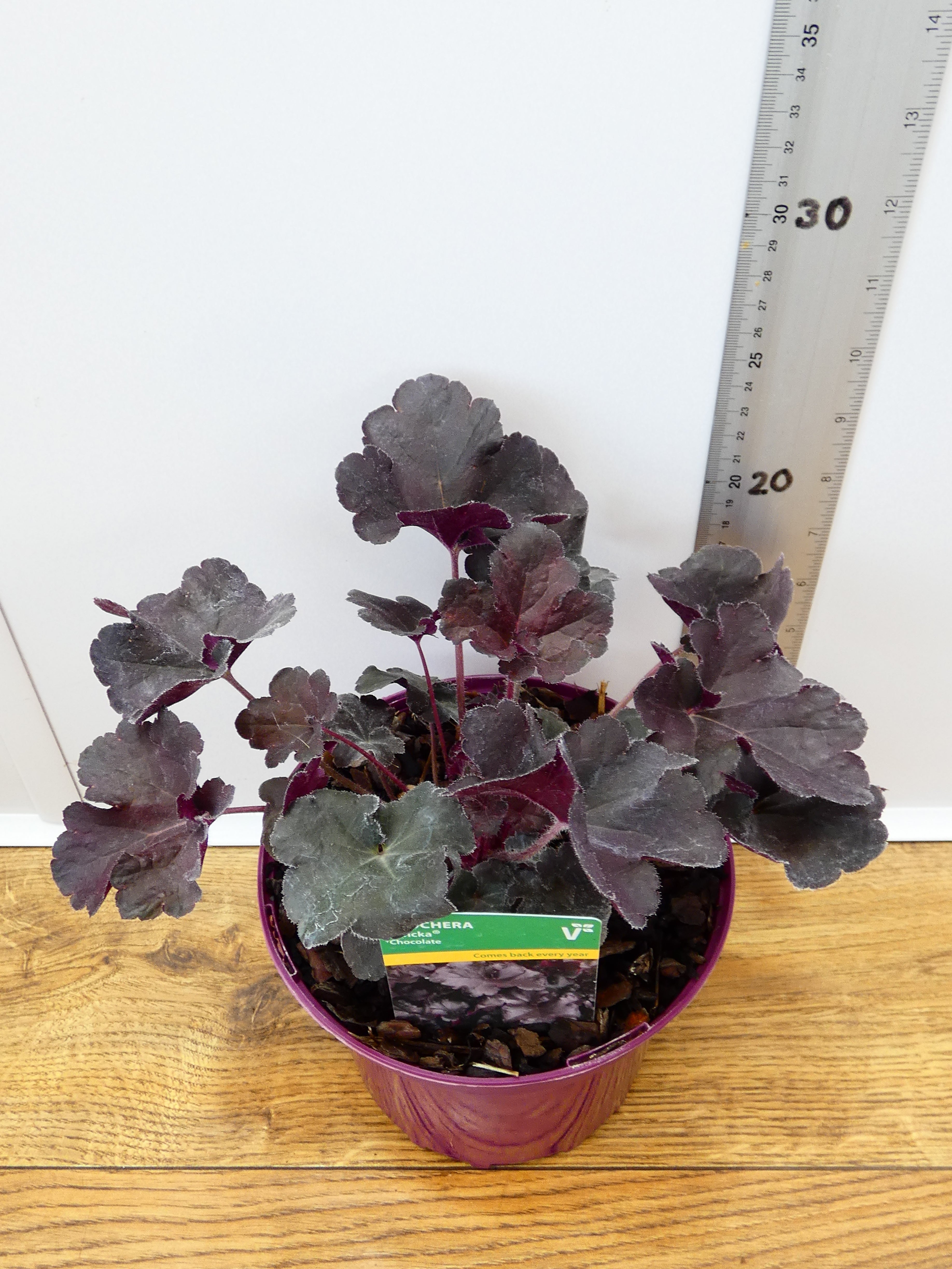 Heuchera Toncka 'Chocolate' (2ltr)
