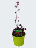 Heuchera 'Bella Notte' (2ltr)