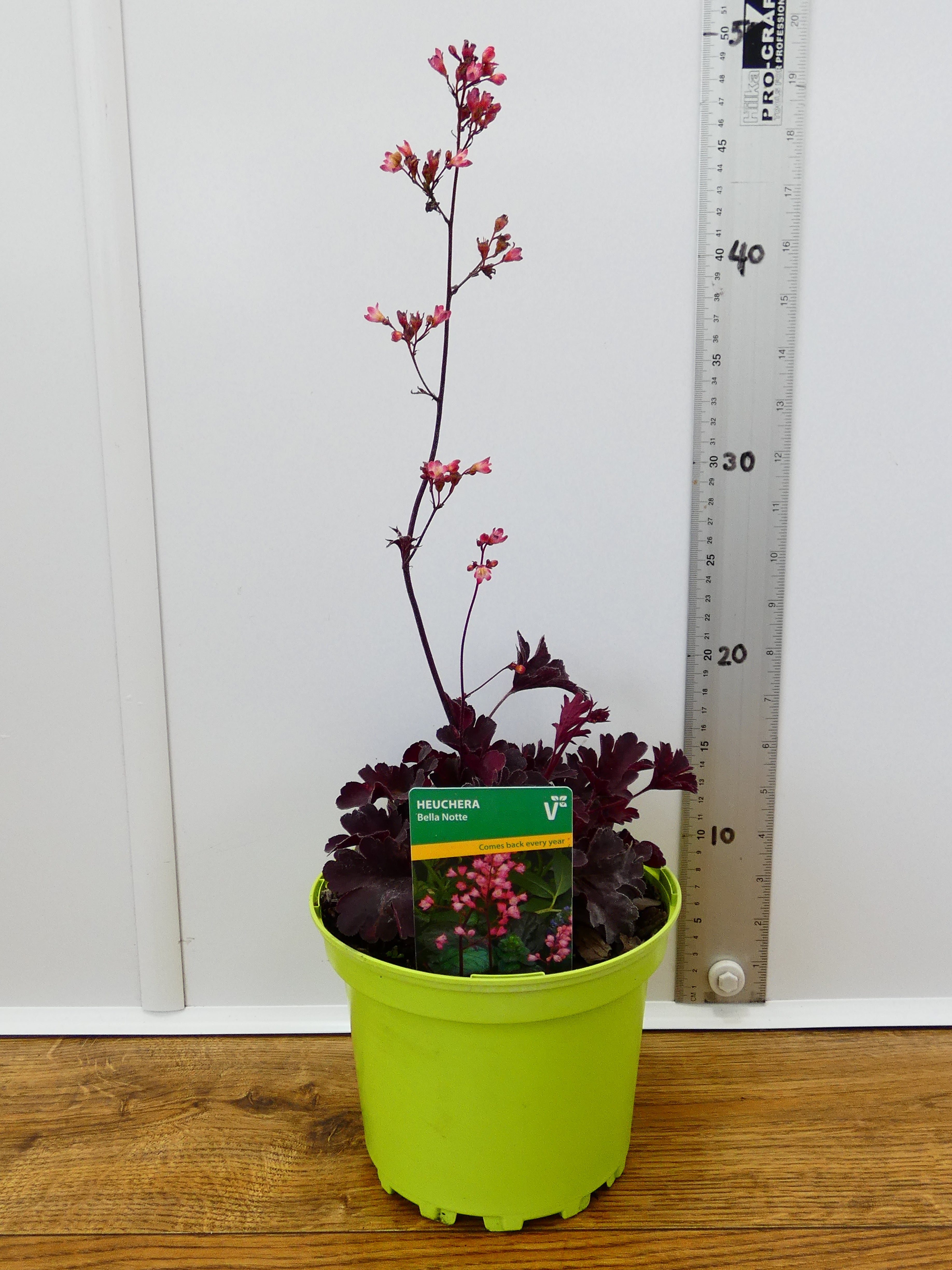 Heuchera 'Bella Notte' (2ltr)