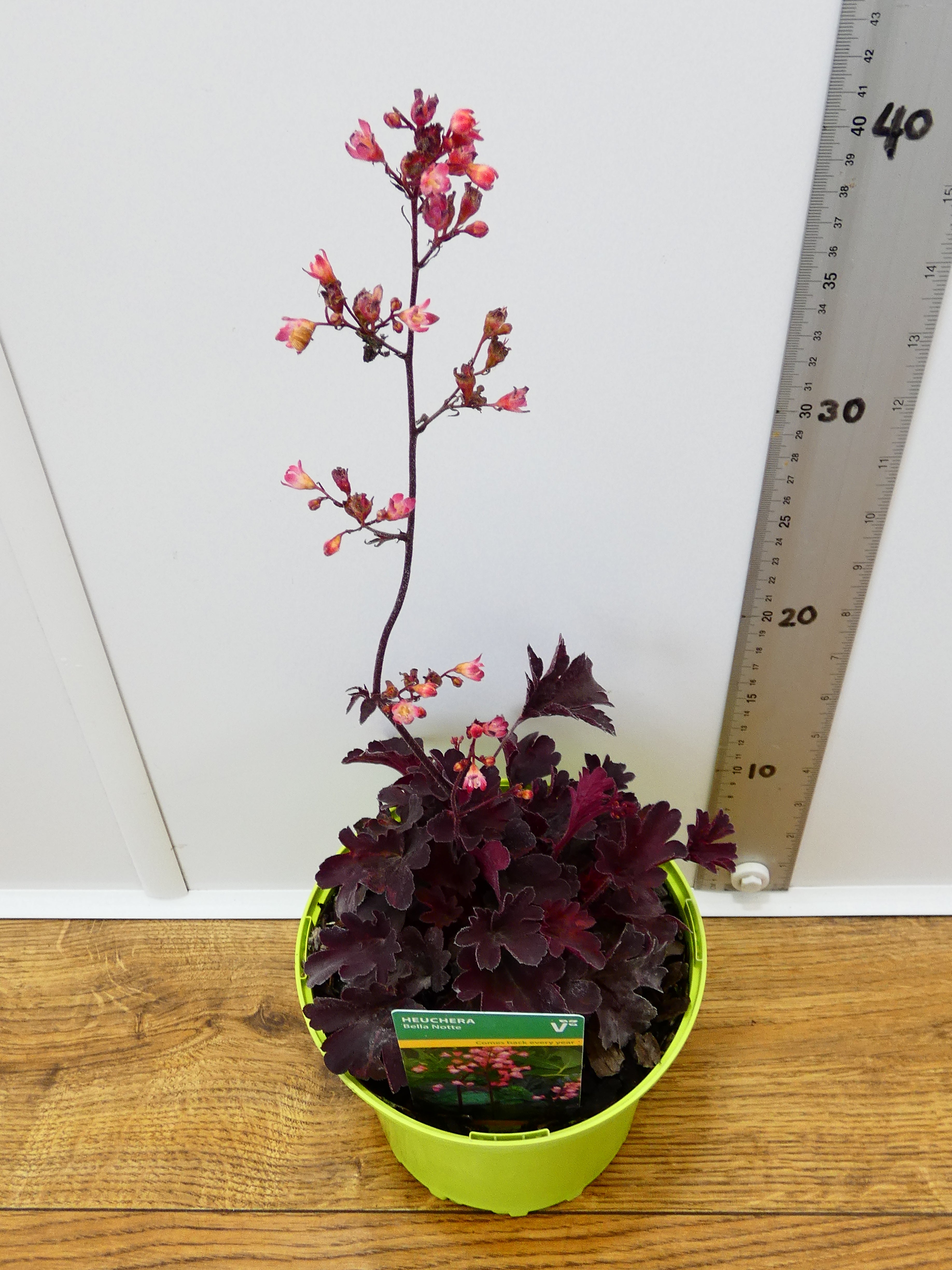 Heuchera 'Bella Notte' (2ltr)