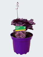 Heuchera Toncka 'Shiny Violet' (2ltr)