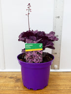 Heuchera Toncka 'Shiny Violet' (2ltr)