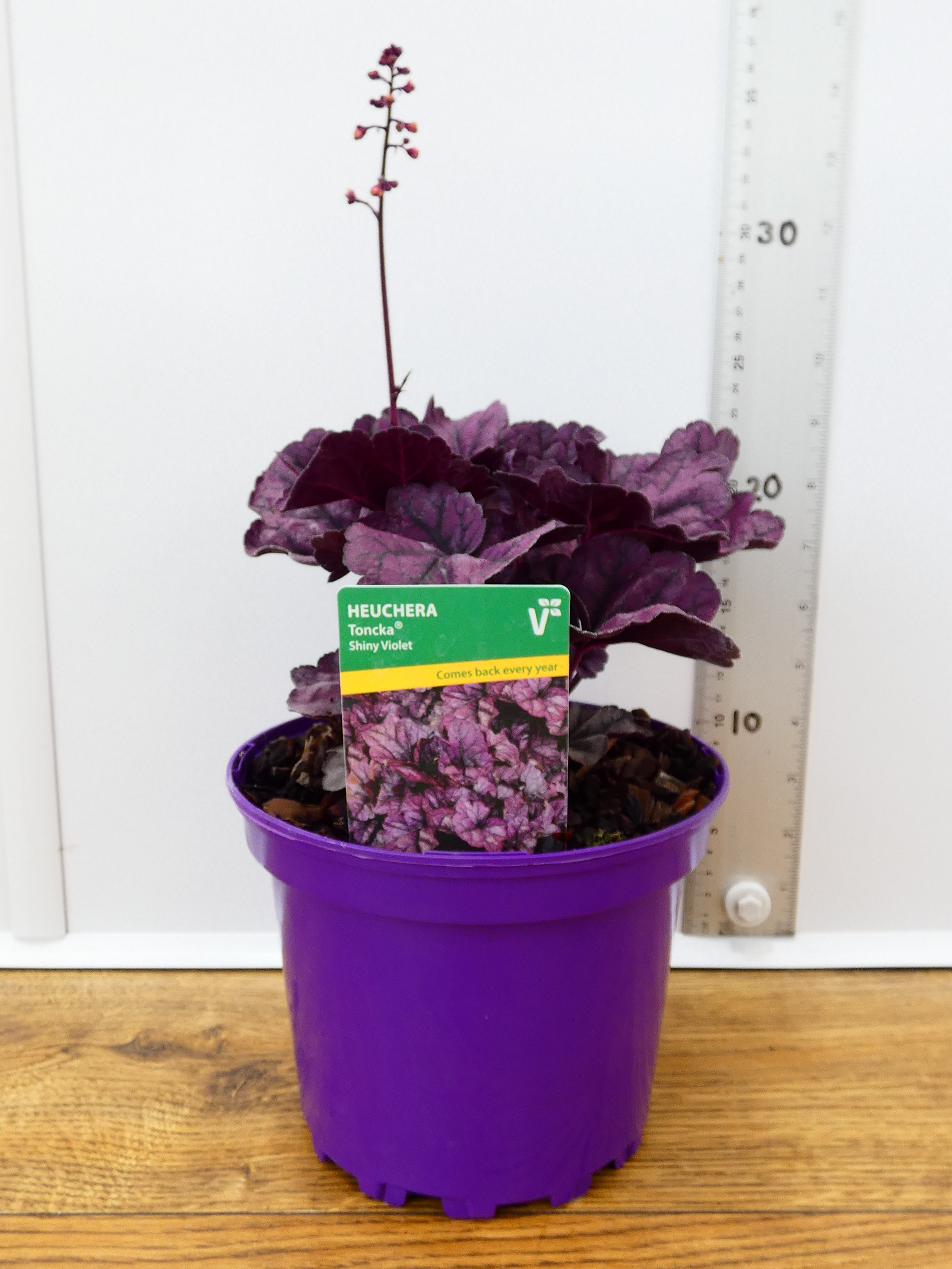 Heuchera Toncka 'Shiny Violet' (2ltr)