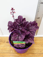 Heuchera Toncka 'Shiny Violet' (2ltr)