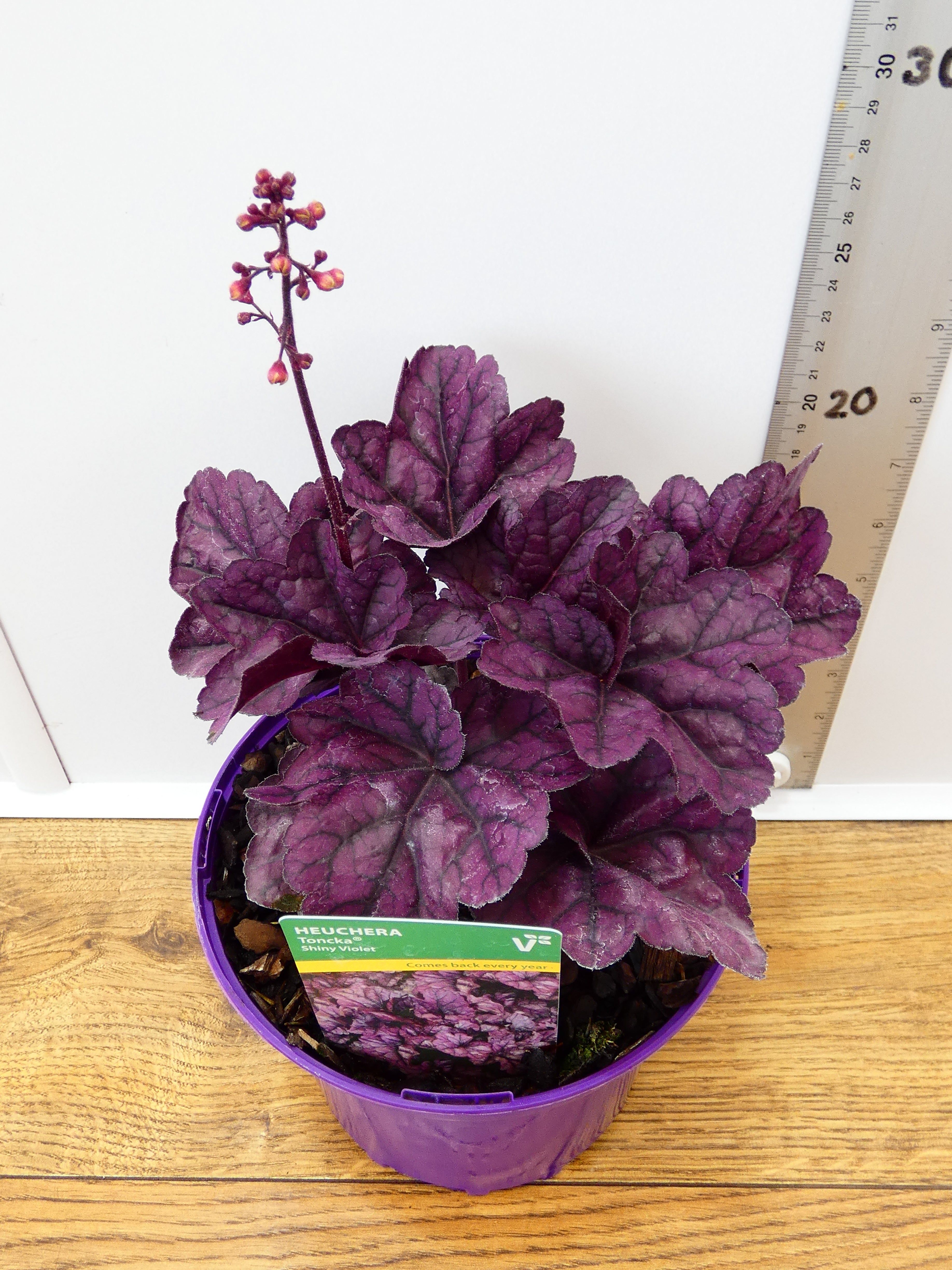 Heuchera Toncka 'Shiny Violet' (2ltr)