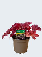 Heuchera 'Ruby Tuesday' (2ltr)