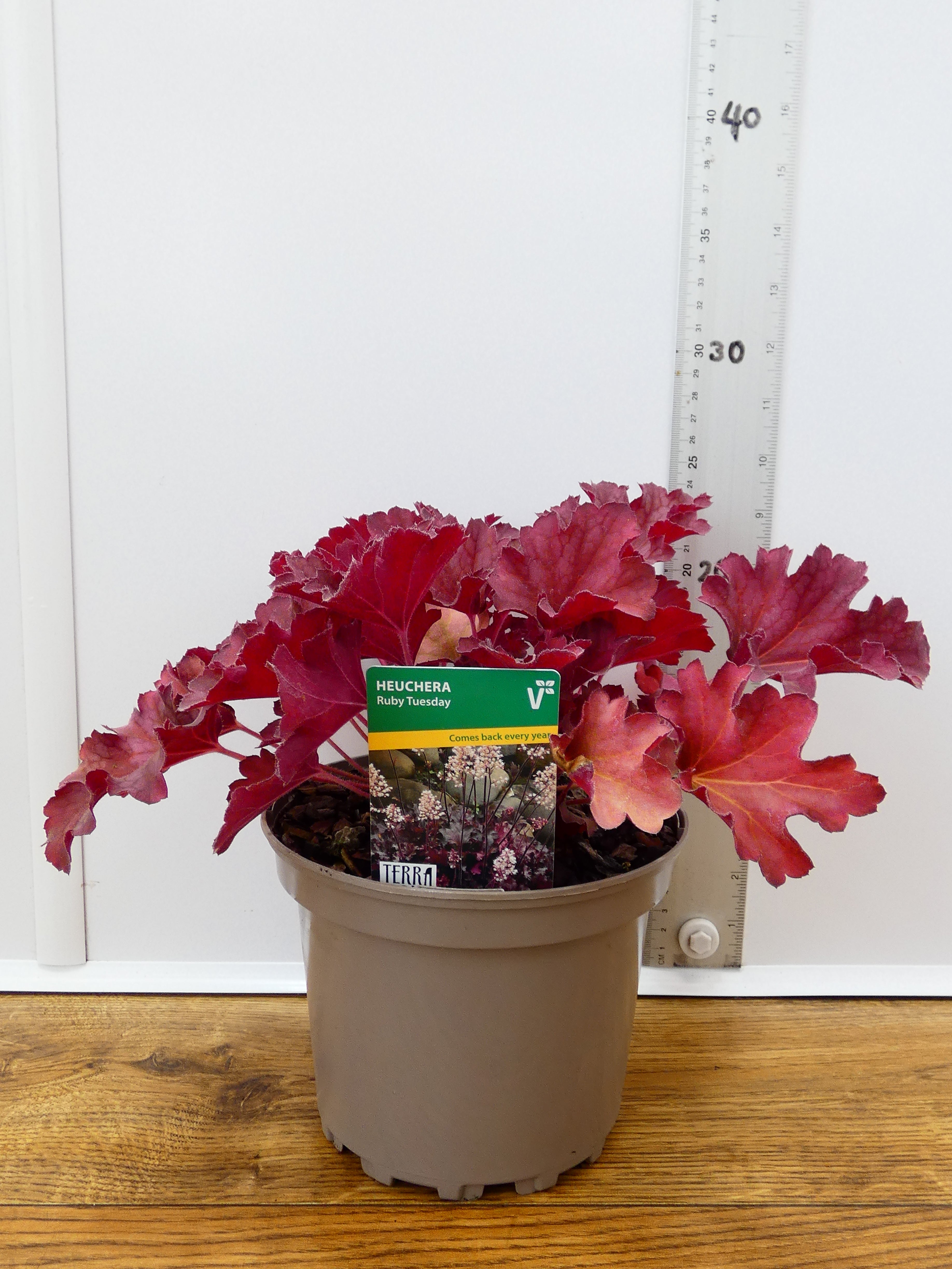 Heuchera 'Ruby Tuesday' (2ltr)