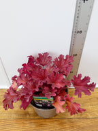 Heuchera 'Ruby Tuesday' (2ltr)