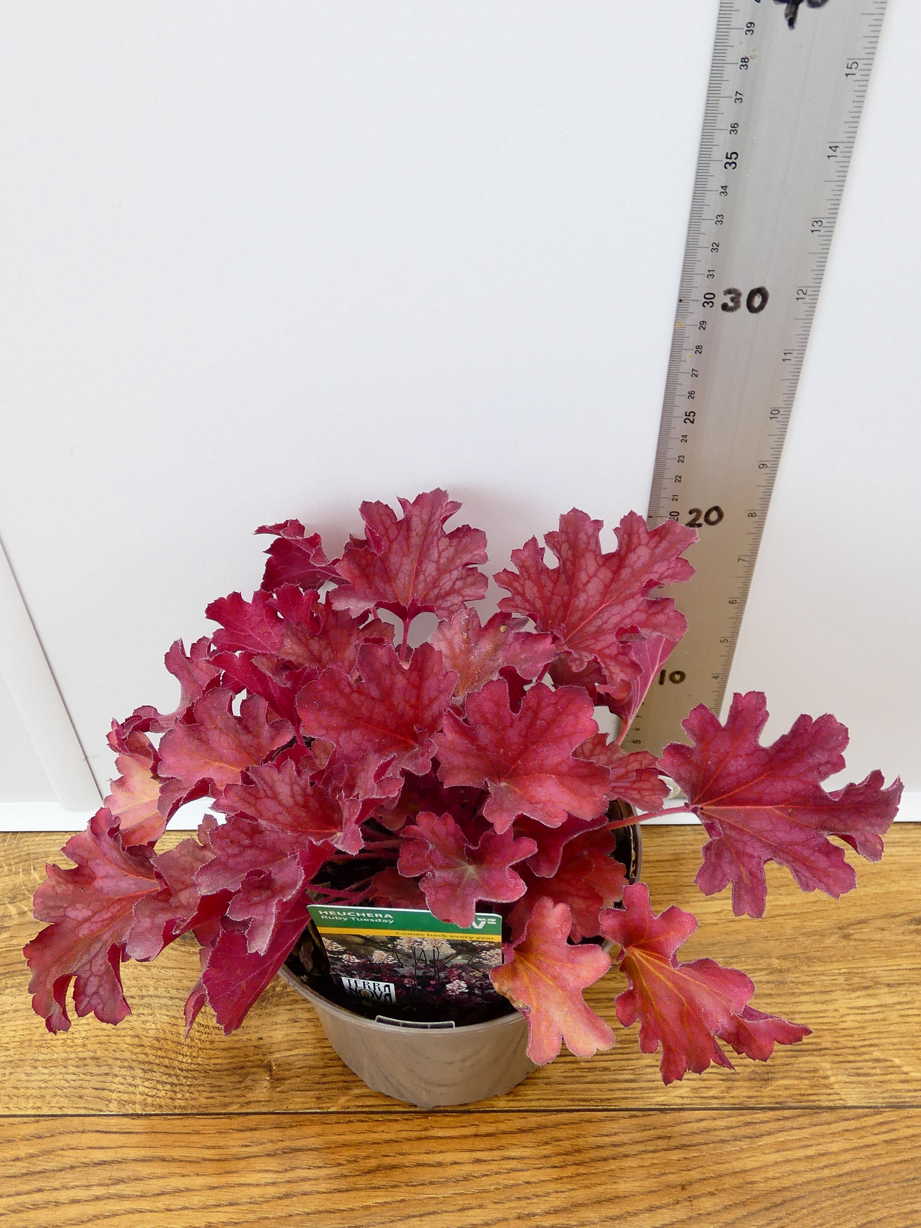 Heuchera 'Ruby Tuesday' (2ltr)