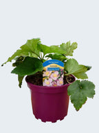 Anemone 'September Charm' (2ltr)