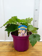 Anemone 'September Charm' (2ltr)