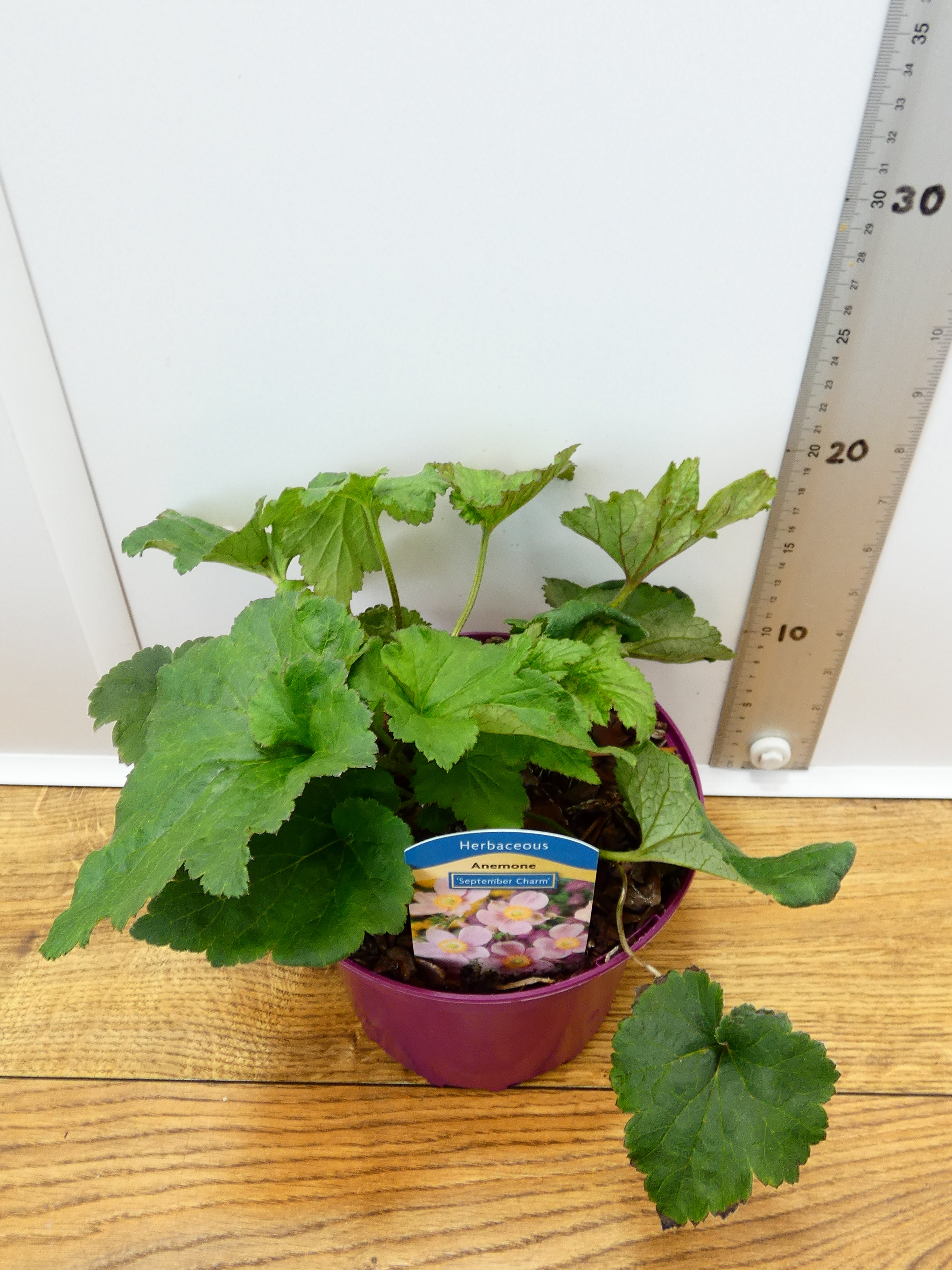 Anemone 'September Charm' (2ltr)