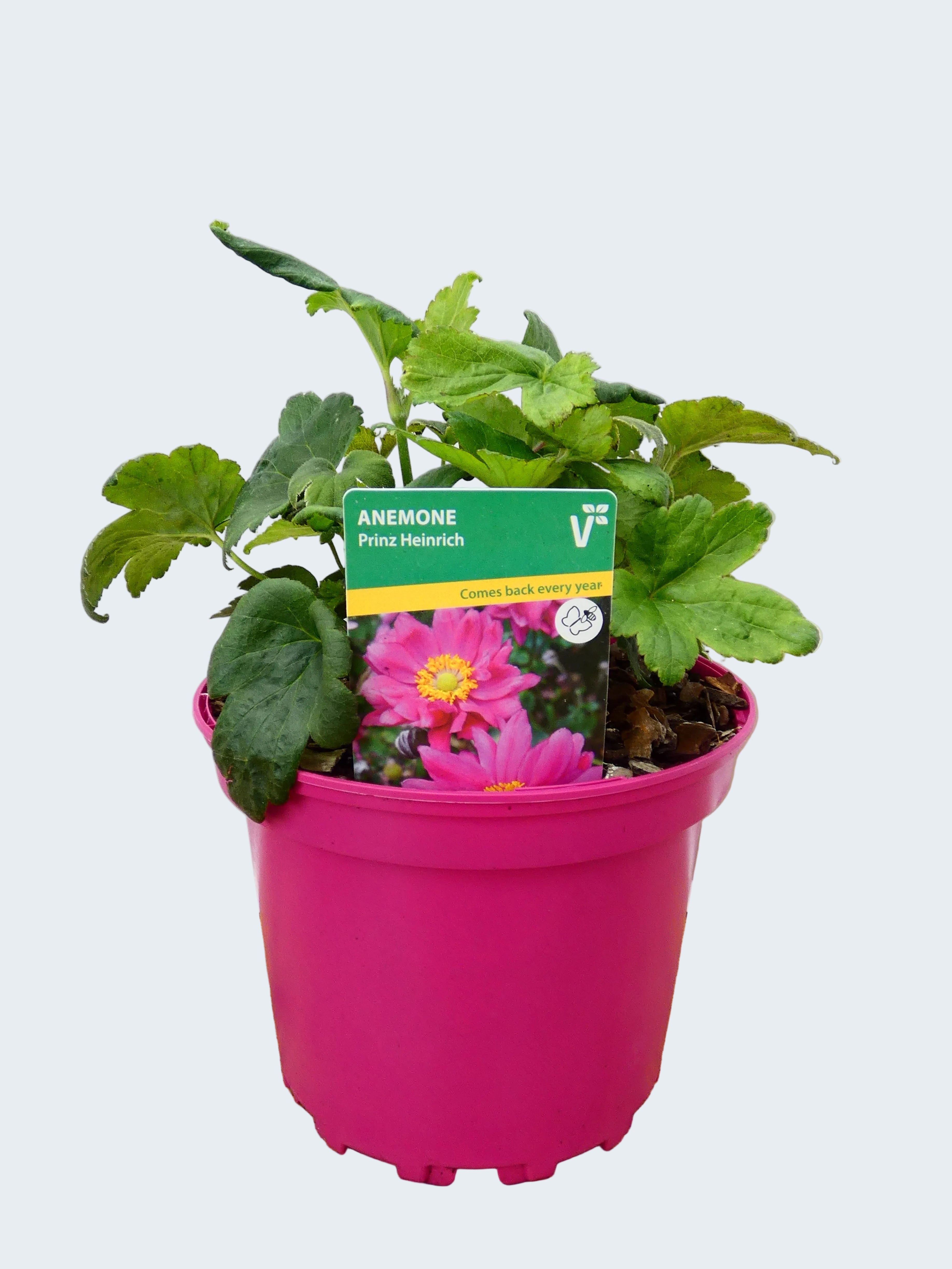 Anemone ' Prinz Heinrich' (2ltr)