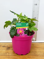 Anemone ' Prinz Heinrich' (2ltr)