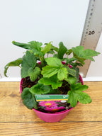 Anemone ' Prinz Heinrich' (2ltr)
