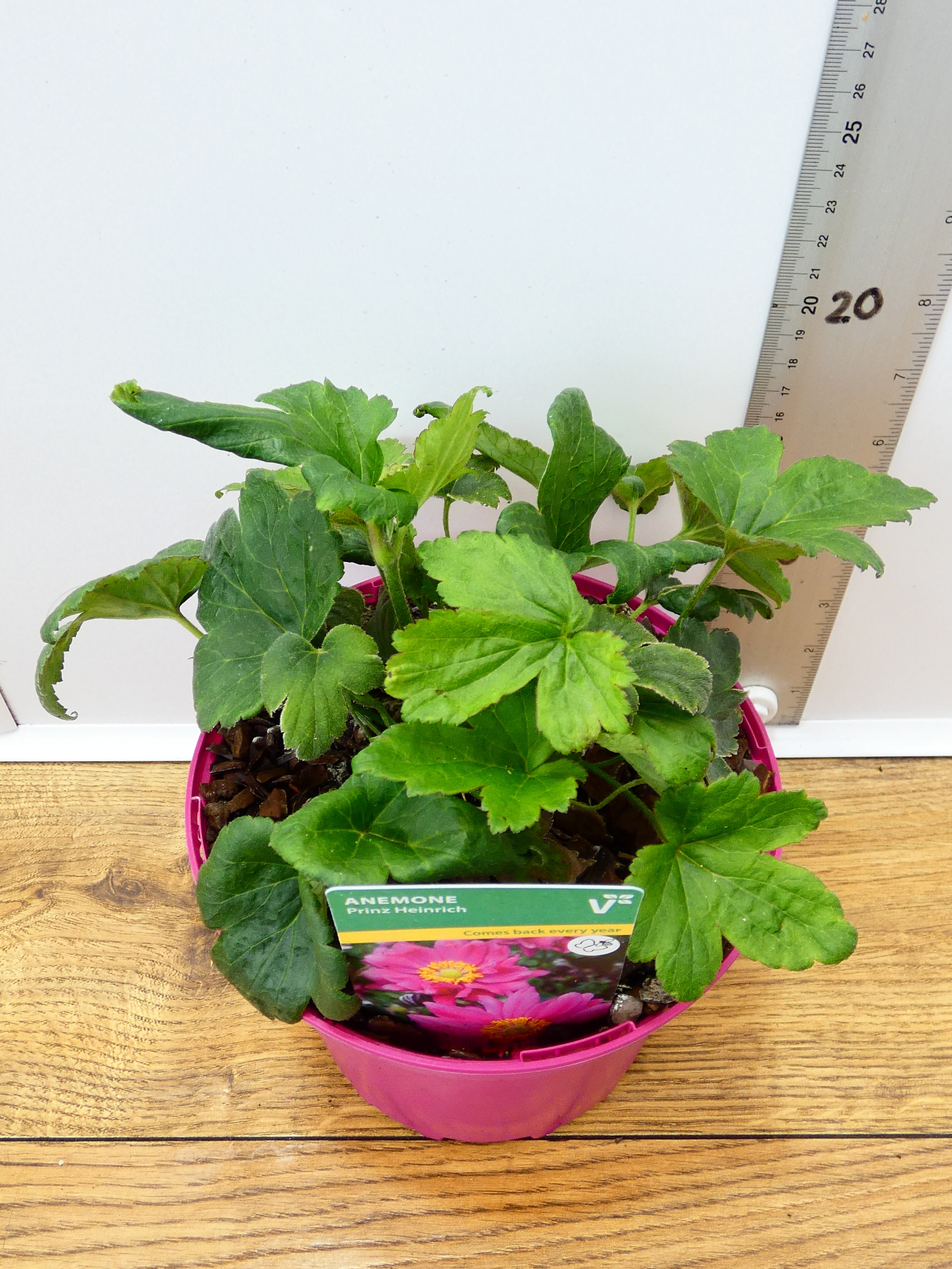 Anemone ' Prinz Heinrich' (2ltr)