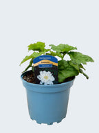 Anemone 'Whirlwind' (2ltr)