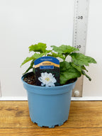 Anemone 'Whirlwind' (2ltr)